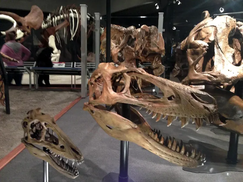 Six T. rex skulls of different sizes lined up behind glass in a museum, from small to large