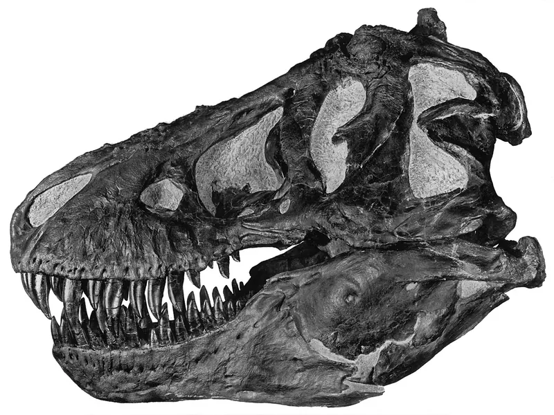 A black and white photograph of a complete T. rex skull seen from the side, on a plain background