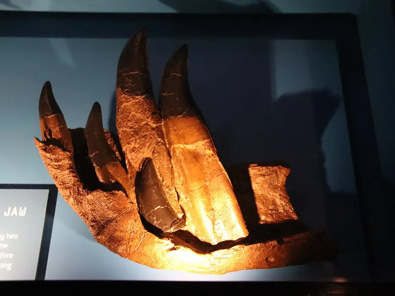 A T. rex lower jaw in a museum case, with big teeth and smaller replacement teeth growing underneath